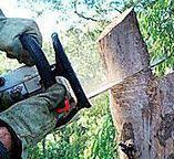 Best Tree Preservation Services  in Ashland, WI