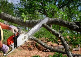 Trusted Ashland, WI Tree Services Experts