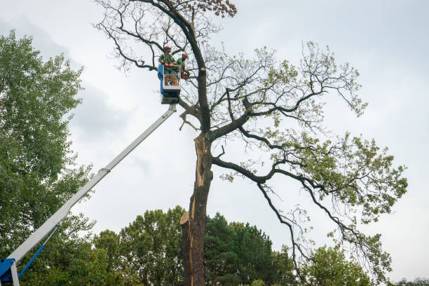 How Our Tree Care Process Works  in  Ashland, WI