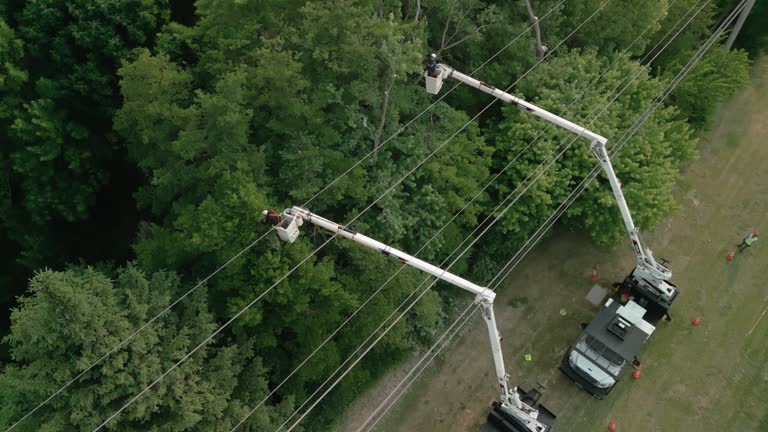 Best Tree Disease Treatment  in Ashland, WI