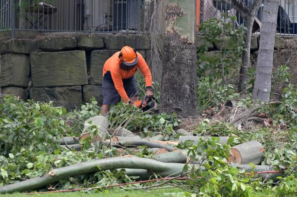 Best Utility Line Clearance  in Ashland, WI