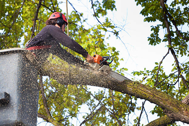 Best Firewood Processing and Delivery  in Ashland, WI